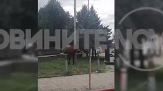 Гавра с трибагреника, ето какво направиха в Омургаг ВИДЕО 