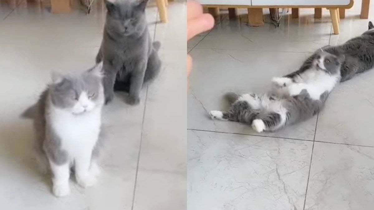 Две котки и куче изумиха всички в мрежата с актьорските си умения ВИДЕО 