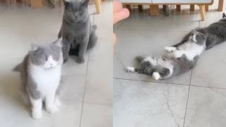 Две котки и куче изумиха всички в мрежата с актьорските си умения ВИДЕО 