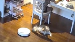 Бунтът на машините: Робот-прахосмукачка нападна жестоко куче  ВИДЕО
