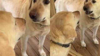 Вижте забавния конфликт на лабрадор с отражението му ВИДЕО