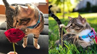 Като това котенце друго няма в света СНИМКИ
