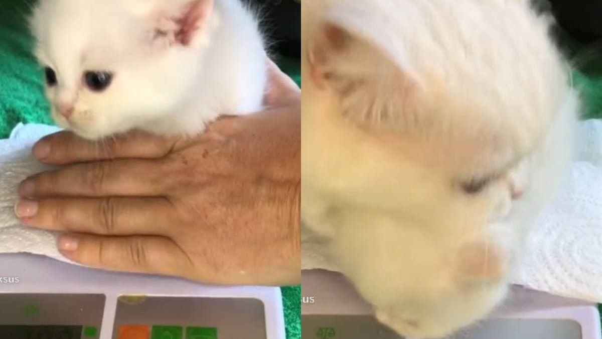 Сладко ВИДЕО с бяло коте и кантар умили мрежата