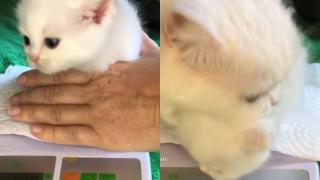 Сладко ВИДЕО с бяло коте и кантар умили мрежата