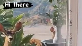 Неочаквани гости нахлуха в двора на Мария Бакалова СНИМКА