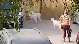 Шок! Стадо кози атакува коли в столичен квартал ВИДЕО