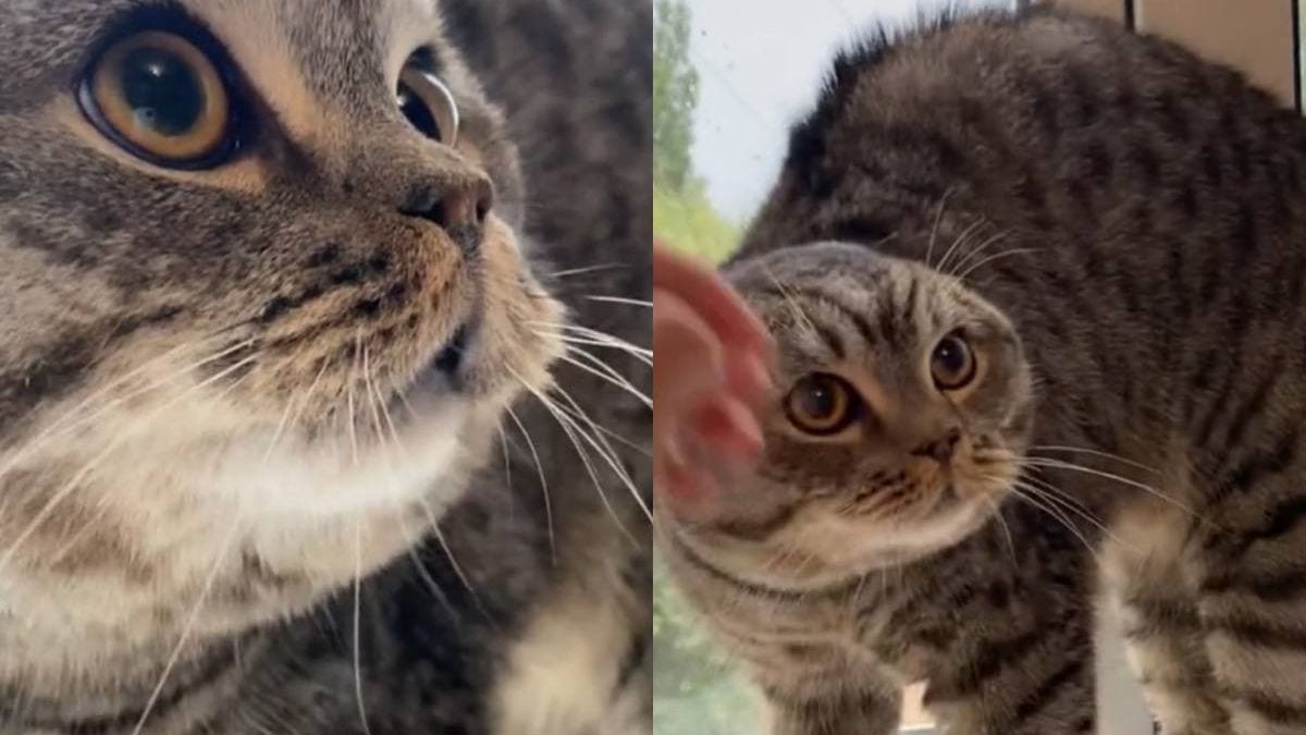 Реакцията на котарак при светкавица стана хит в мрежата ВИДЕО