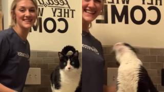 Котарак, отправящ молба към собственичката си, стана звезда в мрежата ВИДЕО