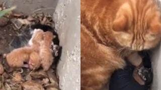 Молбите на улична котка да спасят котенцата й трогнаха мрежата ВИДЕО