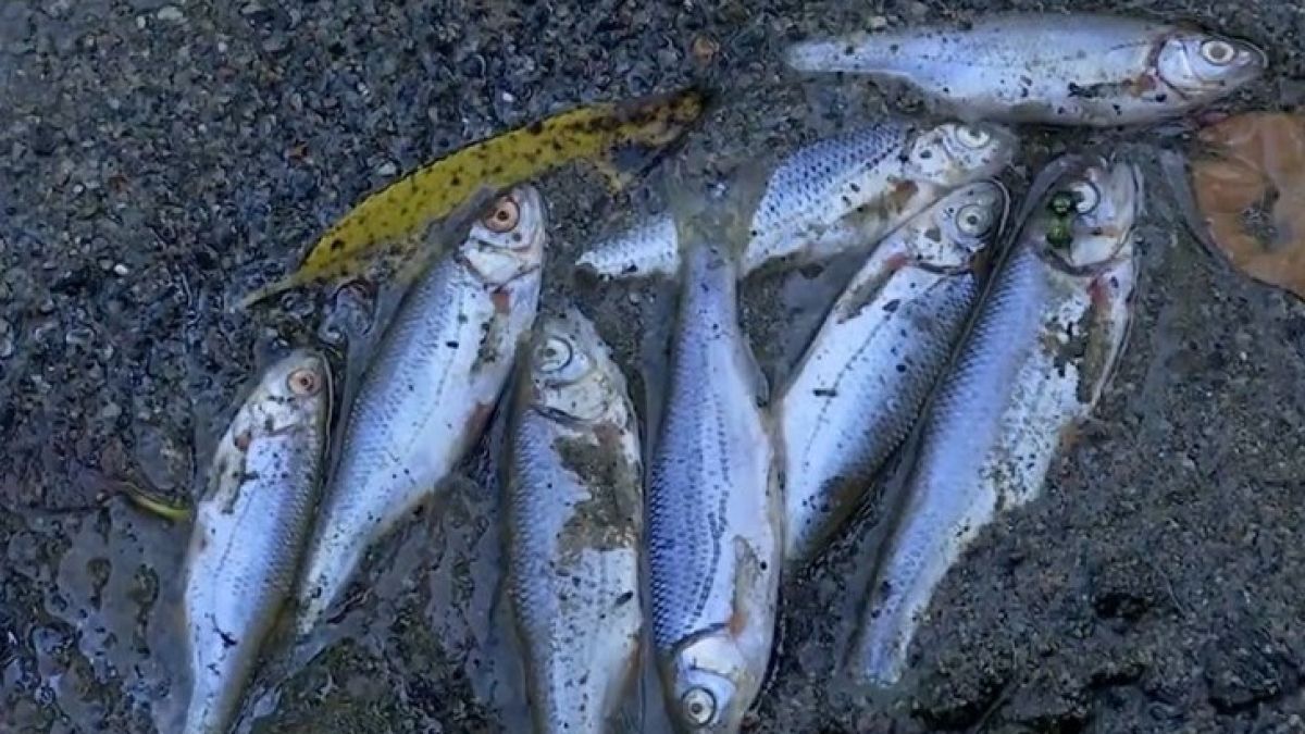 Стотици трупове плуват по румънски приток на Дунав