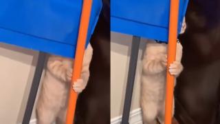 Котарак се скри зад моп и накара мрежата да се тресе от смях ВИДЕО