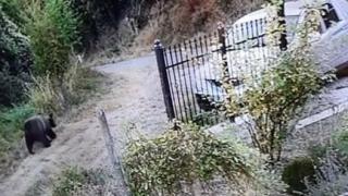 Опасни хищници държат на нокти хора в Габровско СНИМКА