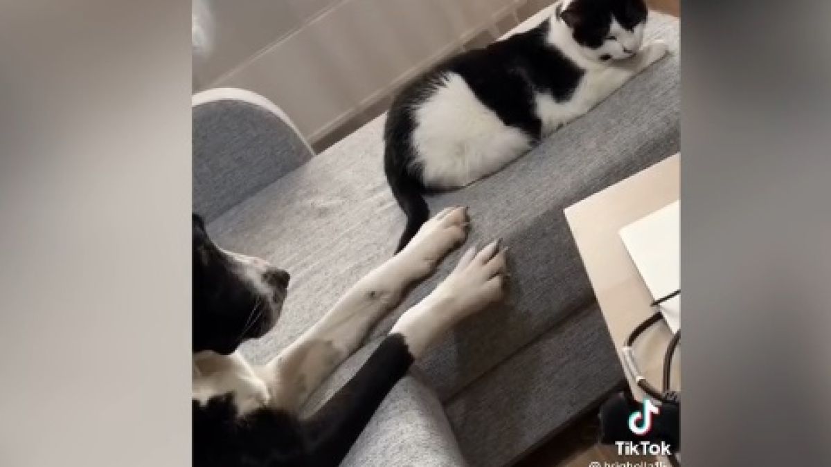 Трогателният опит на куче да се помири с котарак умили интернет ВИДЕО