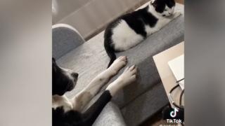 Трогателният опит на куче да се помири с котарак умили интернет ВИДЕО
