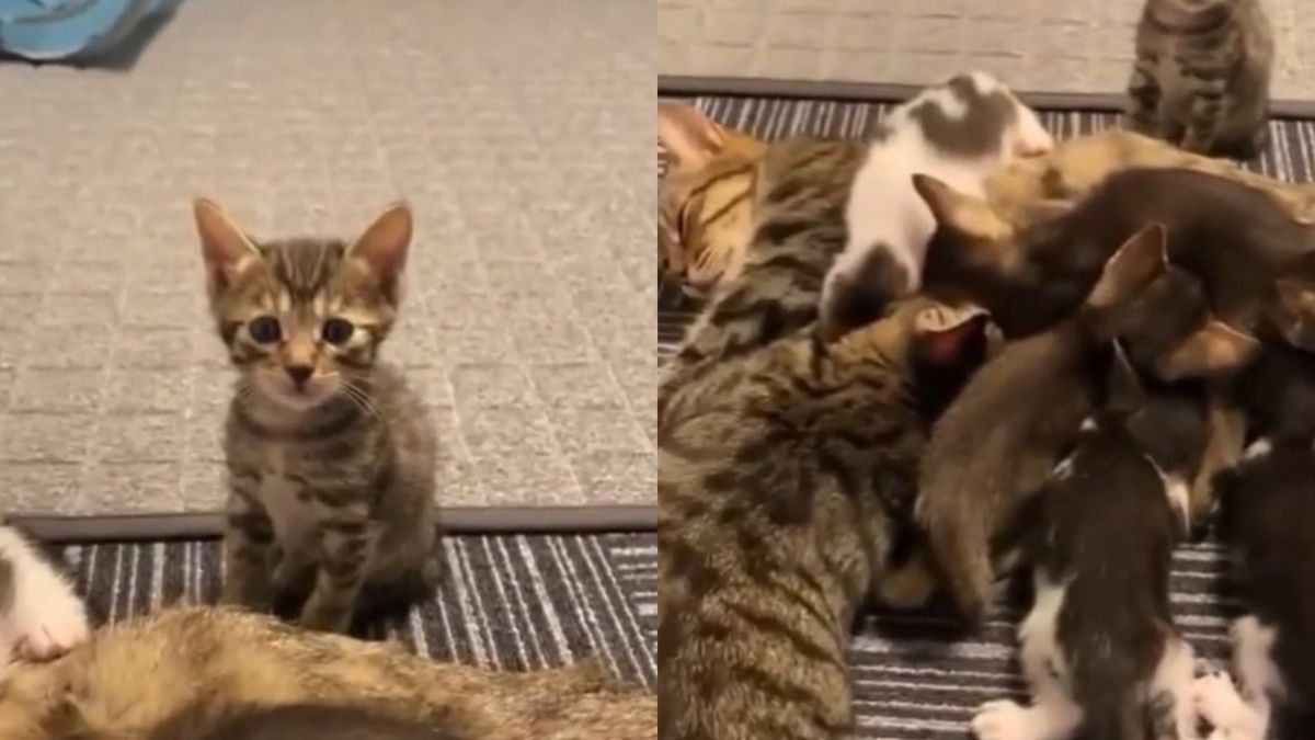 Котенце, което не получи мляко, разсмя интернет ВИДЕО