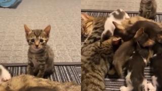Котенце, което не получи мляко, разсмя интернет ВИДЕО