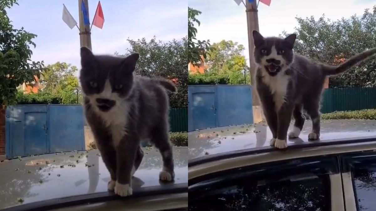Жена срещна на пътя брадат котарак мускетар ВИДЕО