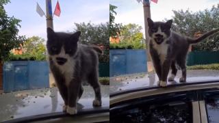 Жена срещна на пътя брадат котарак мускетар ВИДЕО