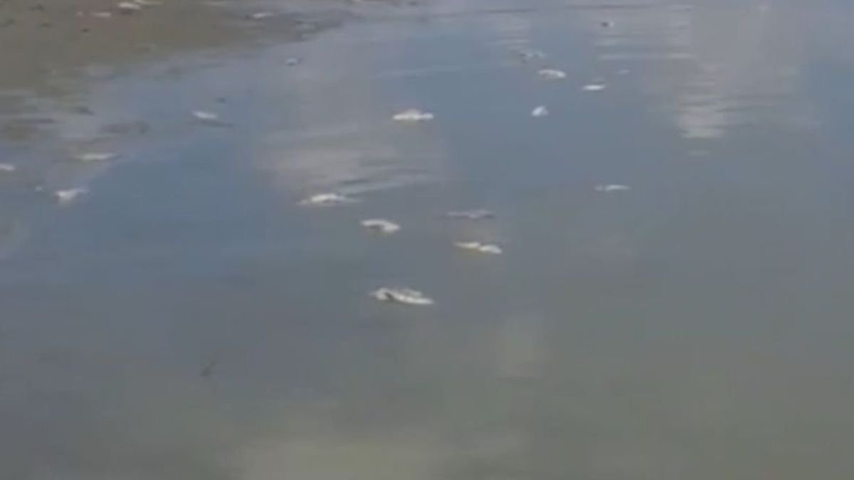 Трупове изплуваха в язовир "Ивайловград" ВИДЕО
