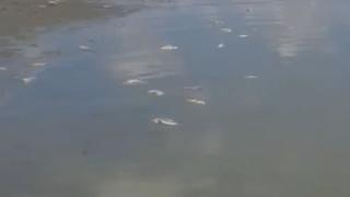 Трупове изплуваха в язовир "Ивайловград" ВИДЕО