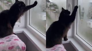 Котарак нарисува сърце на прозореца и трогна собственичката си ВИДЕО