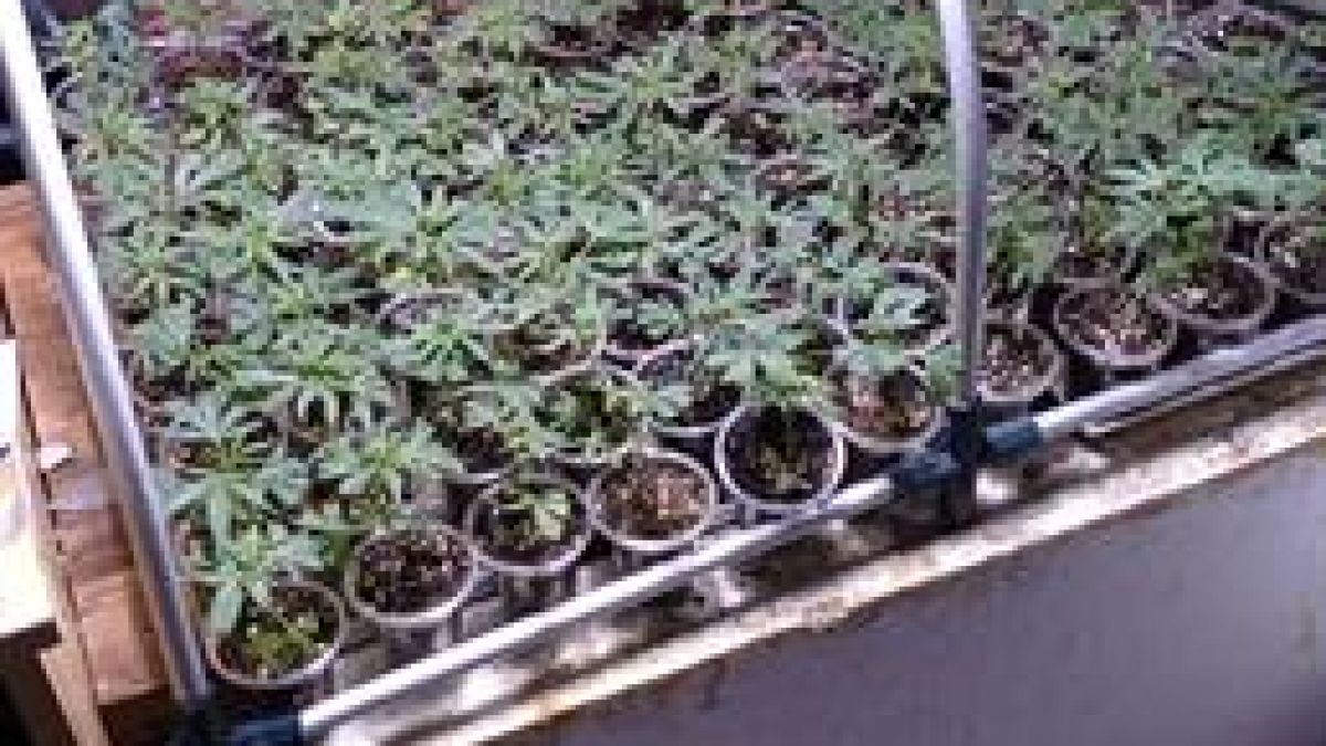 Закопчаха баща и син за оранжерия с марихуана в Бухово