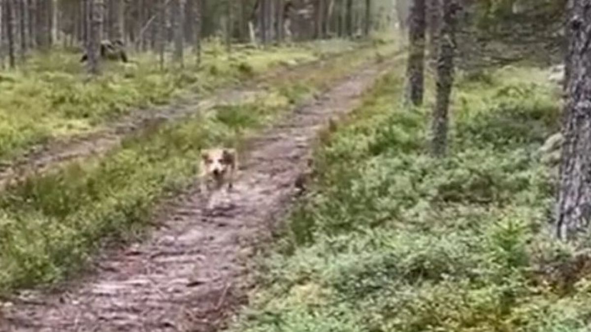 Заек избяга от ловджийско куче със страшен пиниз ВИДЕО