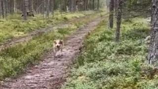 Заек избяга от ловджийско куче със страшен пиниз ВИДЕО