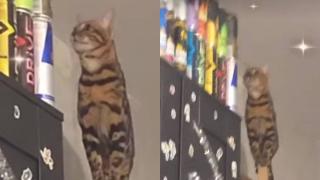 Епичният скок на котарак върху гардероб разсмя до сълзи мрежата ВИДЕО