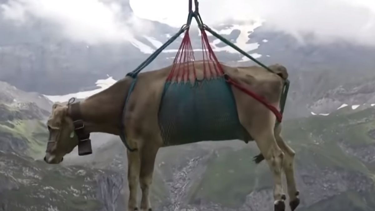 У нас няма хеликоптер за пострадали планинари, а в Швейцария... ВИДЕО
