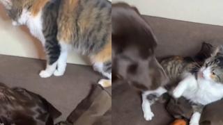 Вижте как котка измами лабрадор с хитър план ВИДЕО