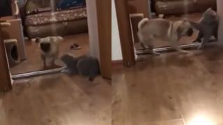 Котарак усмири куче със задвратник и стана звезда в интернет ВИДЕО