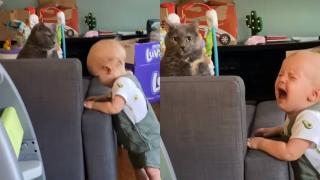 Котарак, който отказва да си играе с малко дете, разсмя мрежата ВИДЕО