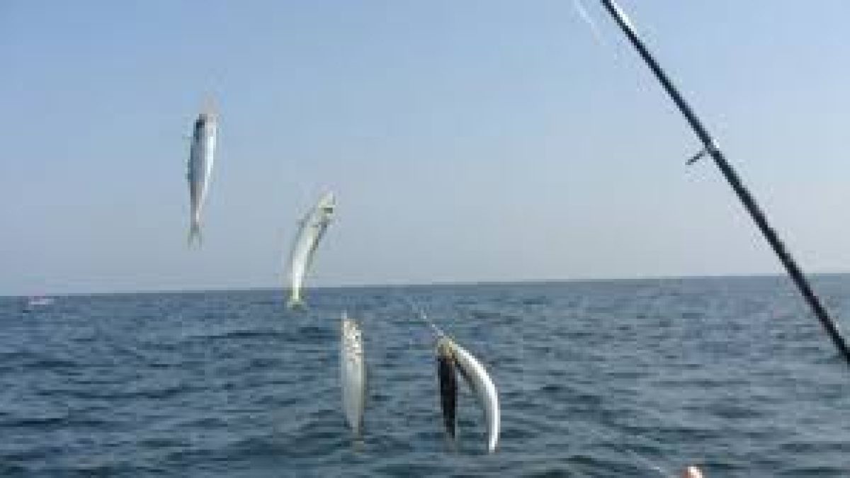 Фурор: Морето завря от риба, сафридът сам скача в лодките