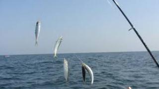 Фурор: Морето завря от риба, сафридът сам скача в лодките