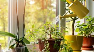 Задължително всеки трябва да има вкъщи поне 1 от тези растения