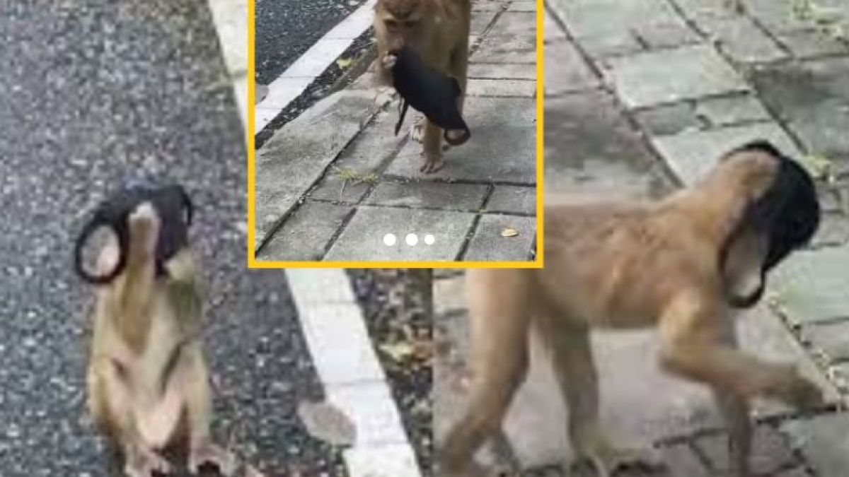 Това ВИДЕО с маймуна взриви мрежата! Причината е невероятна