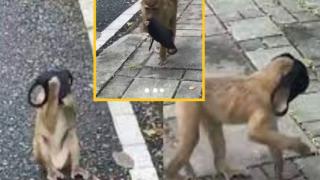 Това ВИДЕО с маймуна взриви мрежата! Причината е невероятна