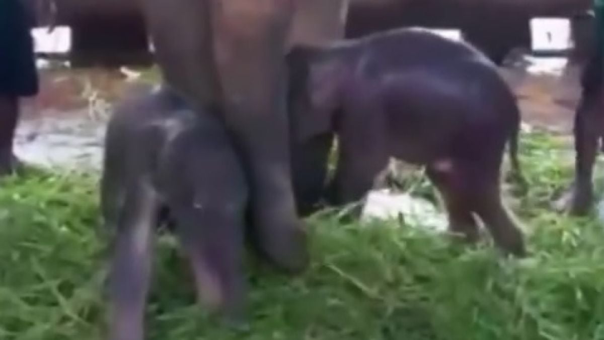 Уникални слончета близнаци бяха запечатани на ВИДЕО