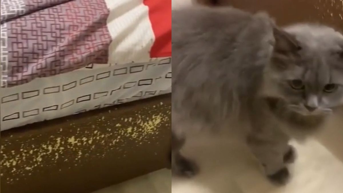 Пухкав творец: Котарак направи дизайнерски диван за собствениците ВИДЕО