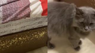 Пухкав творец: Котарак направи дизайнерски диван за собствениците ВИДЕО