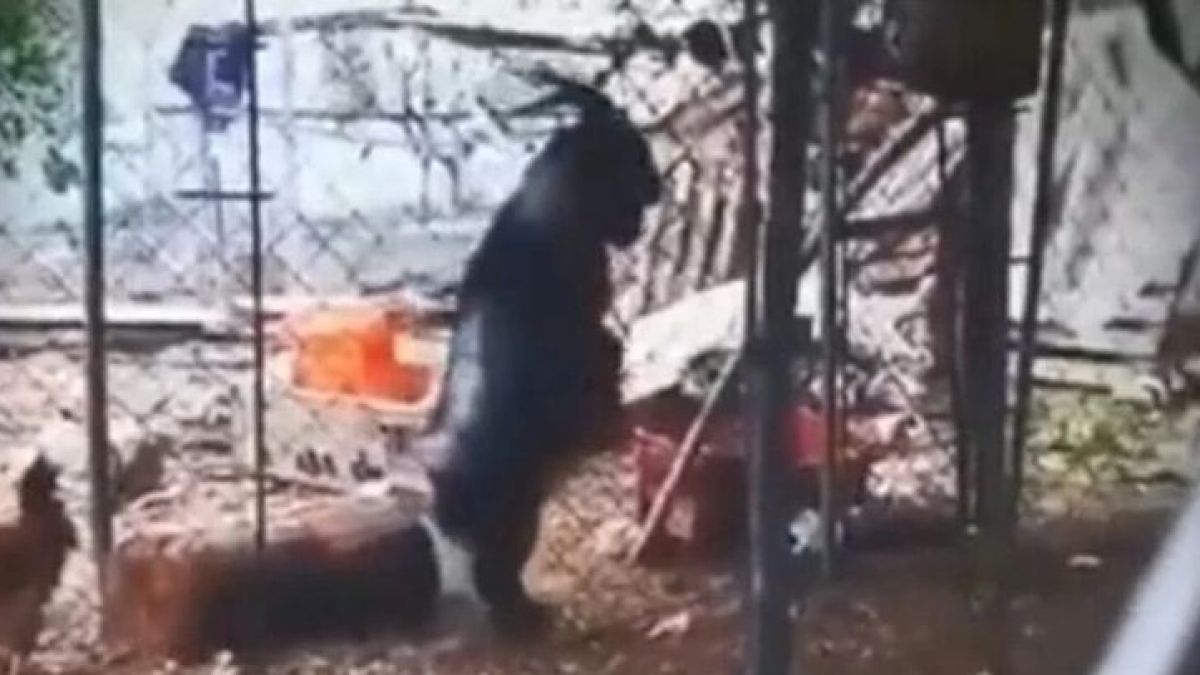 Мрежата в шок: Козел ходи два крака също като дявол ВИДЕО