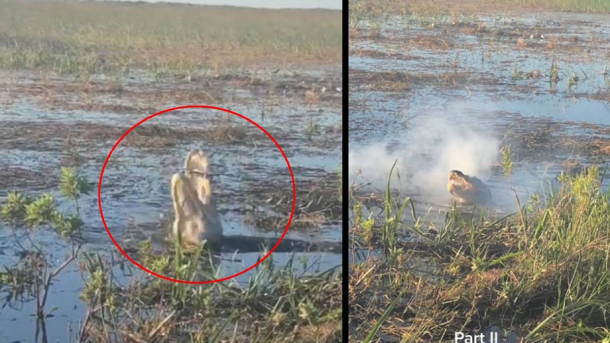 Шокирани туристи заснеха как алигатор започна да пуши, дъвчейки дрон, който долетя до него ВИДЕО