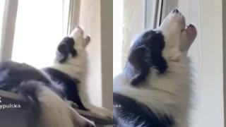 Талантливо куче бе запечатано на ВИДЕО и възхити интернет