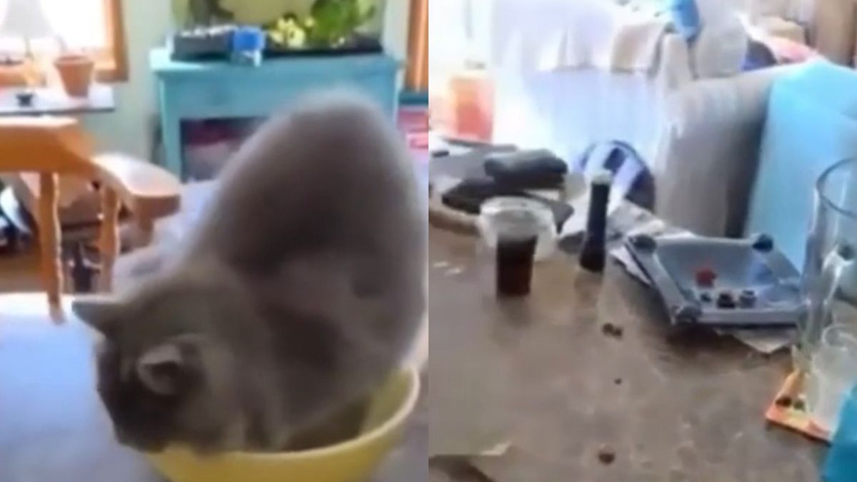 Котарак предизвика хаос в кухнята и разсмя мрежата ВИДЕО
