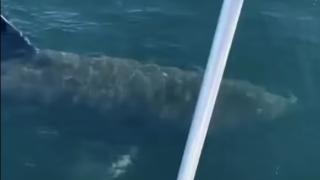 ВИДЕО с мъж и акула стана хит в Instagram