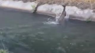 Ето как мъж спасява сърничка от сигурна смърт ВИДЕО