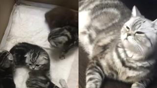 Котка, която се гордее с децата си, предизвика възторг в мрежата ВИДЕО