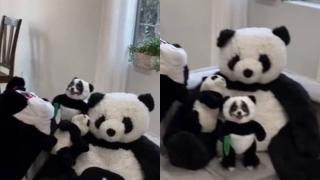 Момиче измисли гениален начин да скрие кучето си от хазяина ВИДЕО