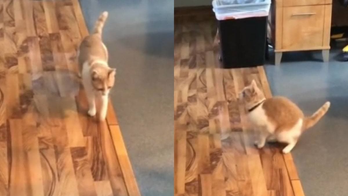 Котарак се подхлъзна на мокър под и разсмя мрежата до сълзи ВИДЕО